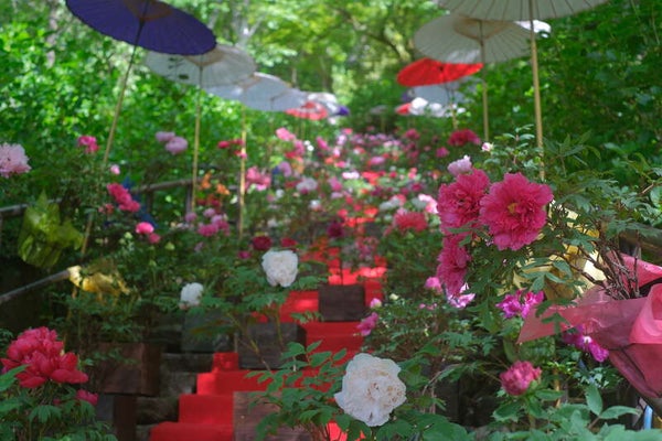 【福井県内発】 長谷寺ぼたんと室生寺しゃくなげ 麗しの大和路花めぐり 日帰り2